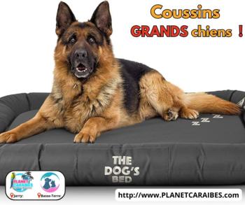  Coussins GRANDS chiens