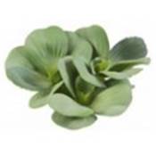 PISTIA WATER PLANT GREEN Ø 17 cm