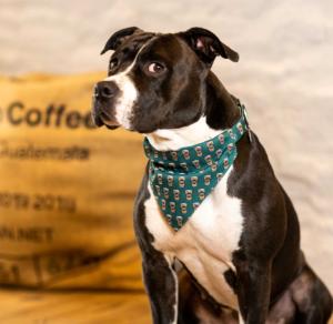 BANDANA COFFEE BREAK S