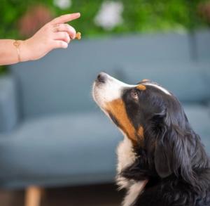 ULTRA PREMIUM FRIANDISES CHIEN PEAU & PELAGE 150G