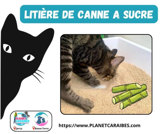 Litires de CANNE  SUCRE