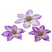 CLEMATIS PURPLE 10/13 cm 3 pièces