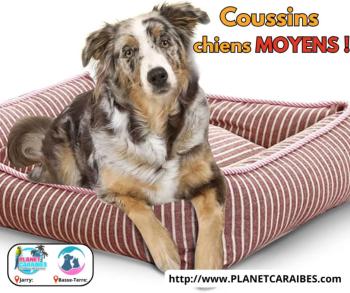  Coussins chiens MOYENS