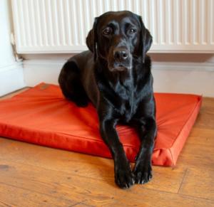 COUSSIN CONFORTABLE CRATE 107x69x7CM ORANGE