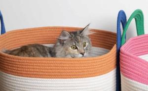 COUSSIN CHAT COOCKOO BINGE ORANGE/BLEU 44CM