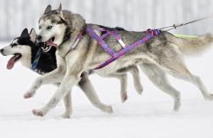 HARNAIS "THE BEAST" - REFLECHISSANT XL - (poitrine 56-76 cm)