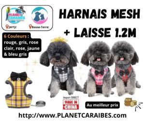 HARNAIS MESH NOEUD S + LAISSE 1,2M