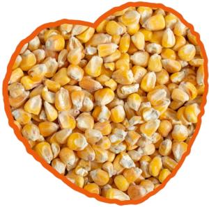 MAÏS FRANÇAIS EXTRA 20KG