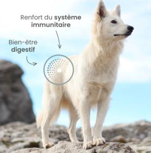 ULTRA PREMIUM CHIEN ADUTE TOUTES TAILLES - HYPOALLERGENIQUE POISSON 12 KG