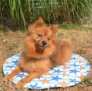 TAPIS REFROIDISSANT ROND 60CM - 1PC